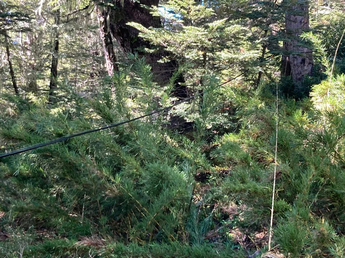 Bosque milenario de Araucarias